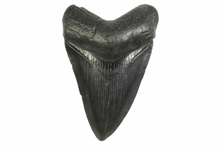 Fossil Megalodon Tooth - South Carolina #356841